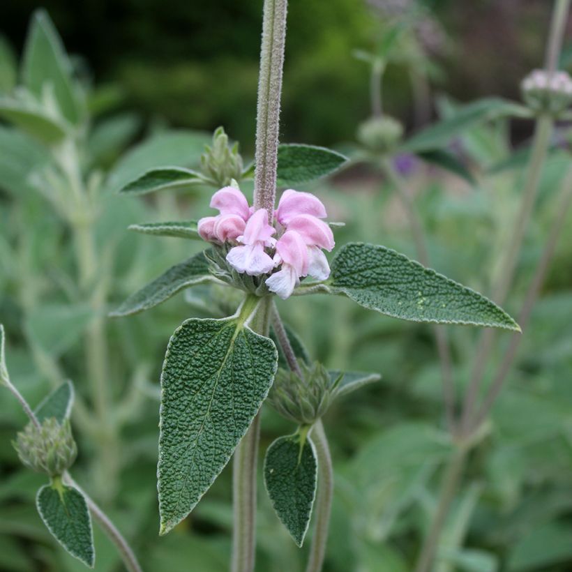 Phlomis purpurea - Matagallo (Floración)