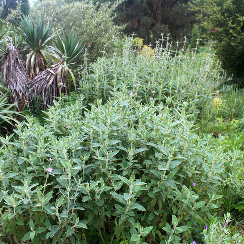 Phlomis purpurea - Matagallo (Porte)