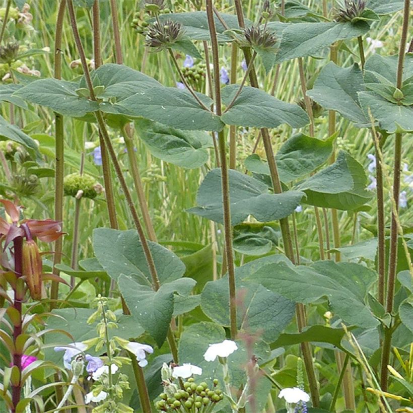 Phlomis samia - Flomis (Follaje)