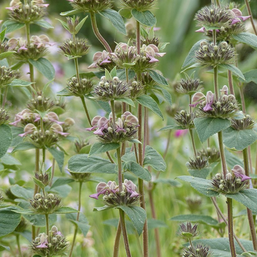 Phlomis samia - Flomis (Floración)