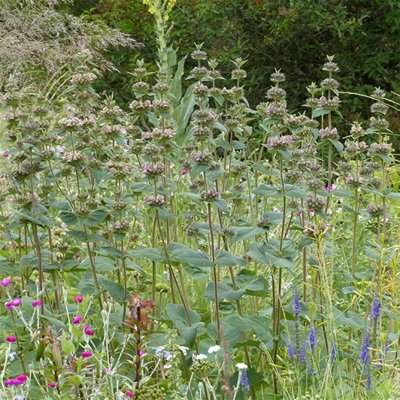 Phlomis samia - Flomis (Porte)