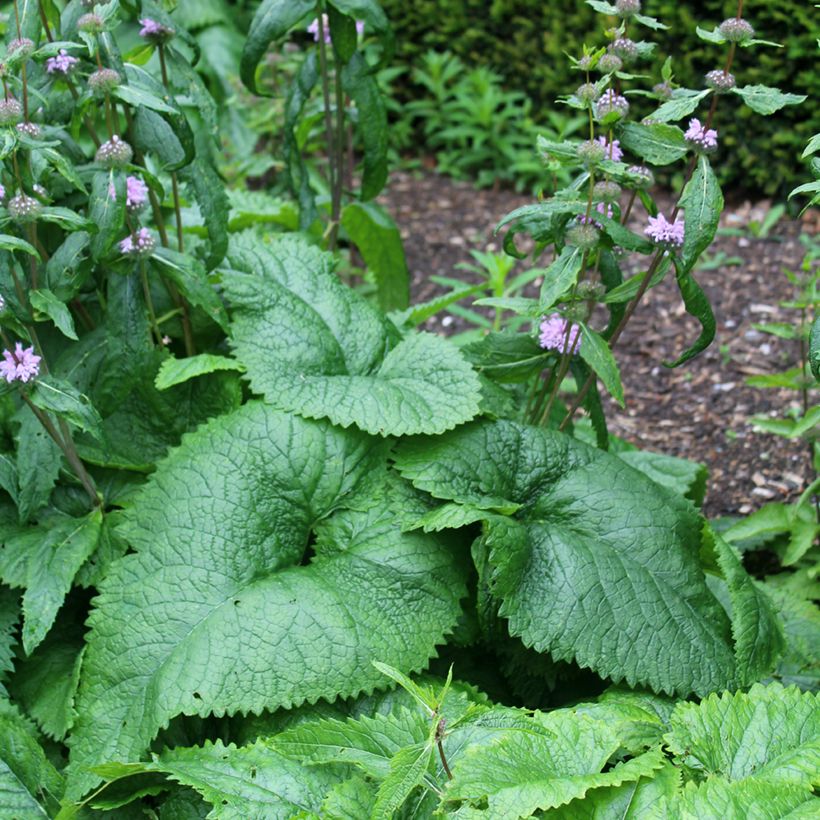 Phlomis tuberosa Amazone - Flomis (Follaje)