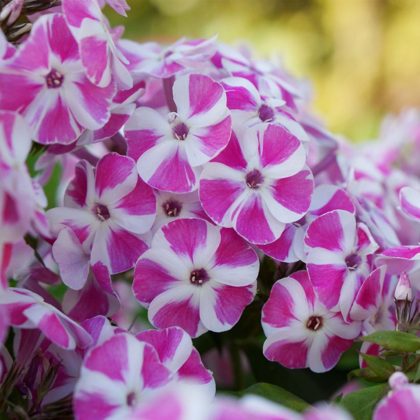 Phlox paniculata Bambini Candy Crush (Floración)