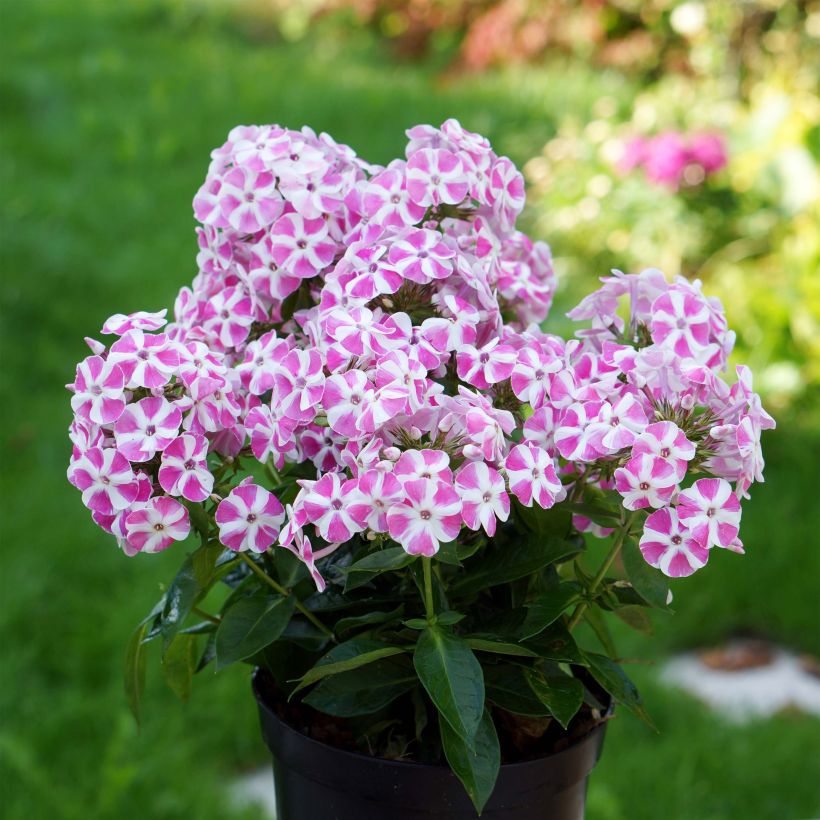 Phlox paniculata Bambini Candy Crush (Porte)