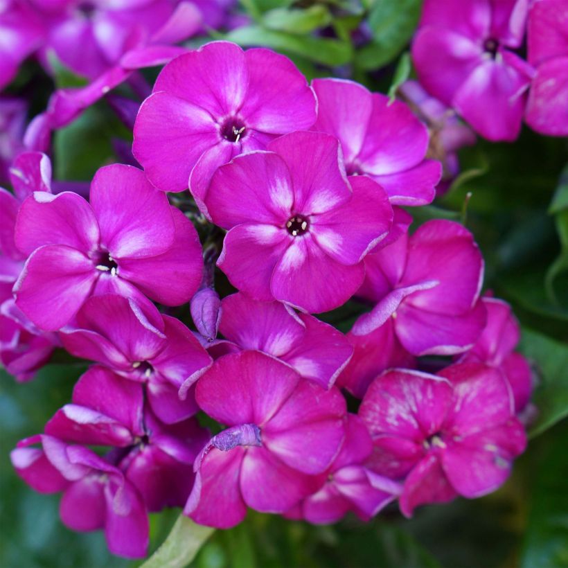 Phlox paniculata Bambini Desire (Floración)