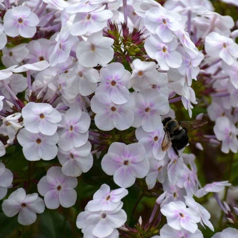 Phlox paniculata Fashionably Early Crystal (Floración)