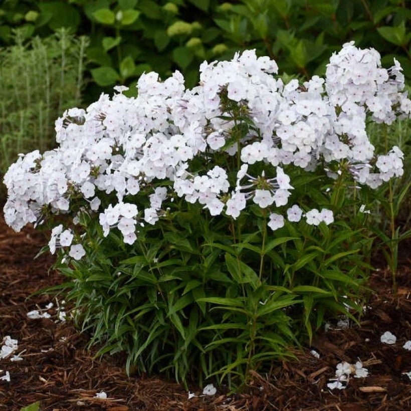 Phlox paniculata Fashionably Early Crystal (Porte)