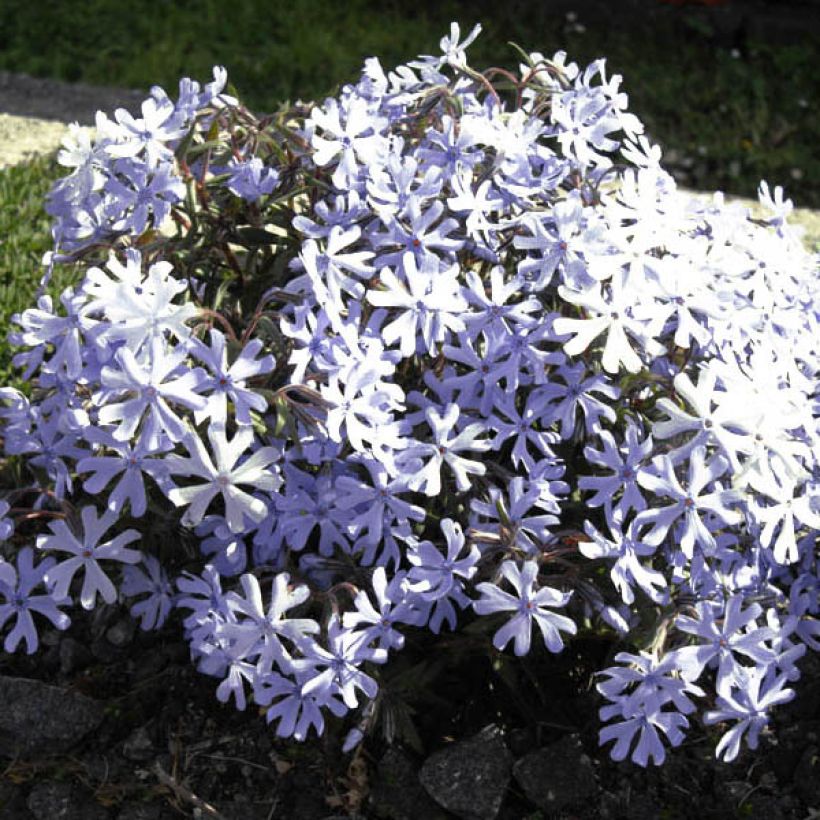 Phlox bifida Minima Colvin (Floración)