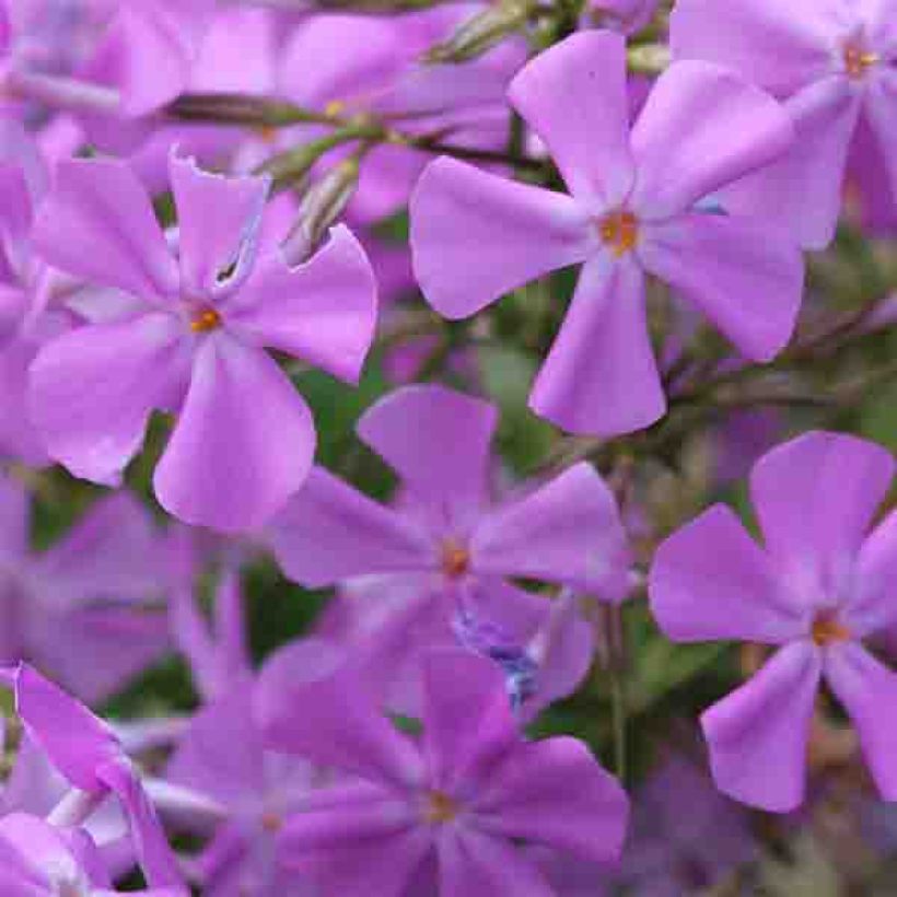 Phlox carolina Bill Baker (Floración)