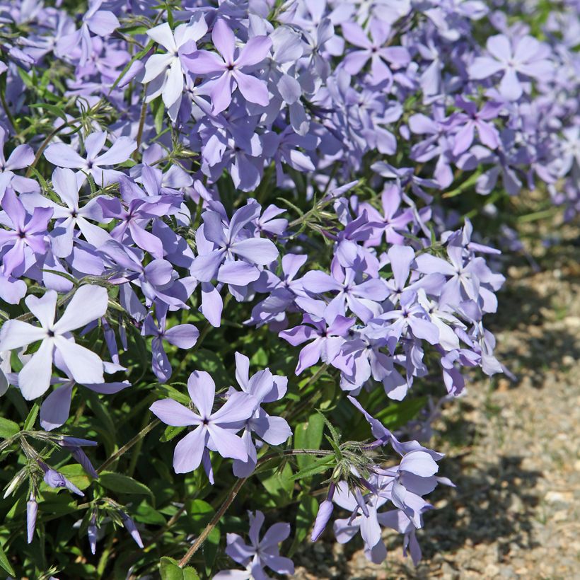 Phlox divaricata Clouds of Perfume (Porte)