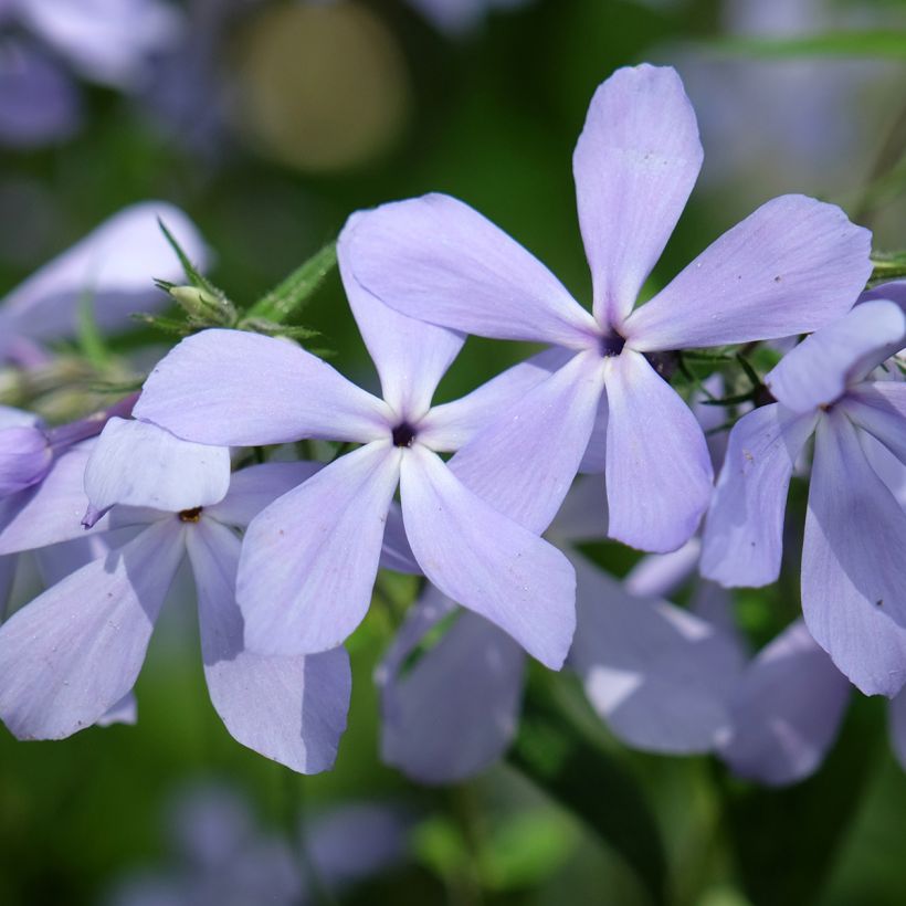 Phlox divaricata Clouds of Perfume (Floración)