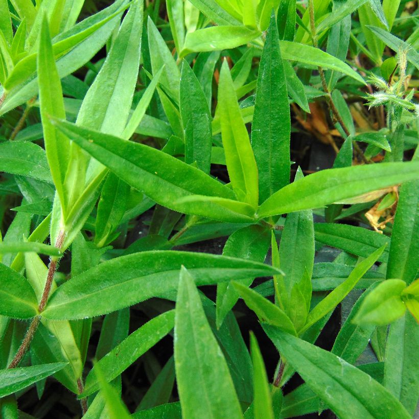 Phlox divaricata Chattahoochee (Follaje)