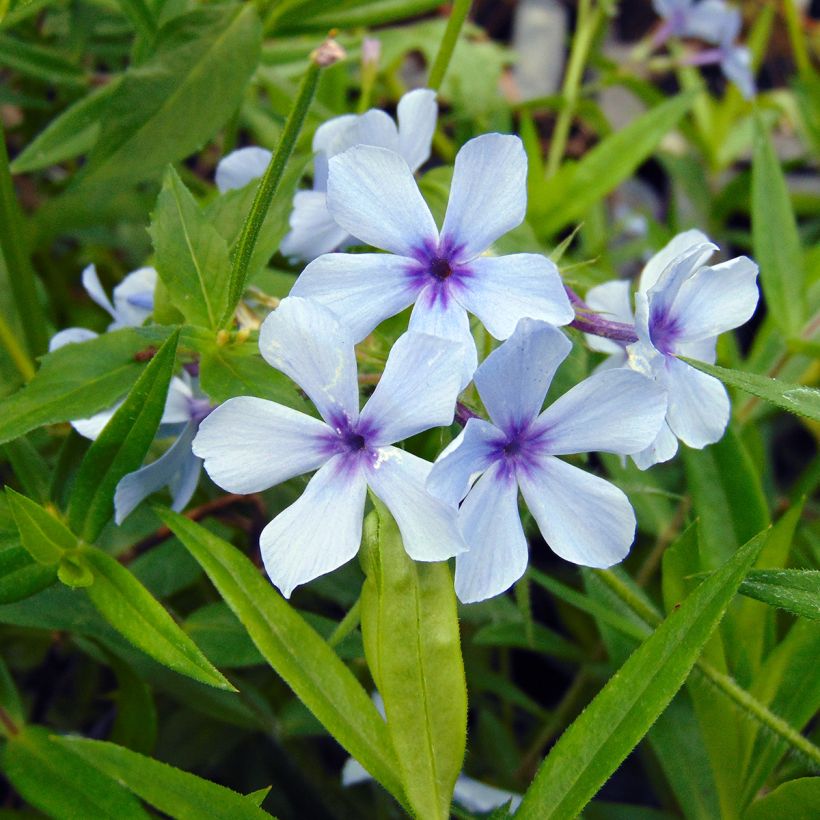 Phlox divaricata Chattahoochee (Floración)