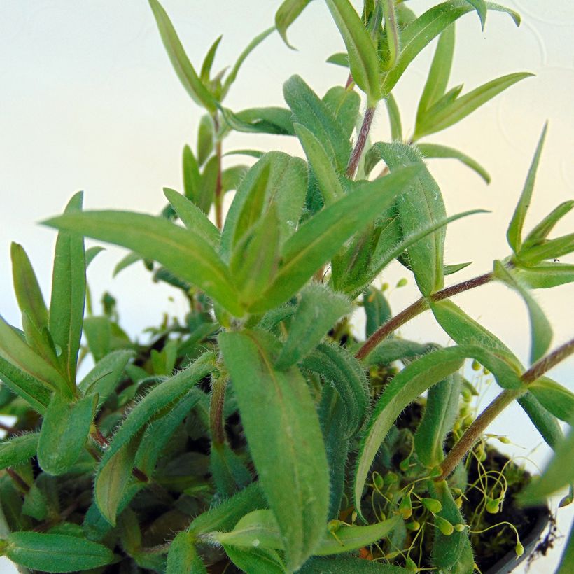 Phlox divaricata Dirigo Ice (Follaje)