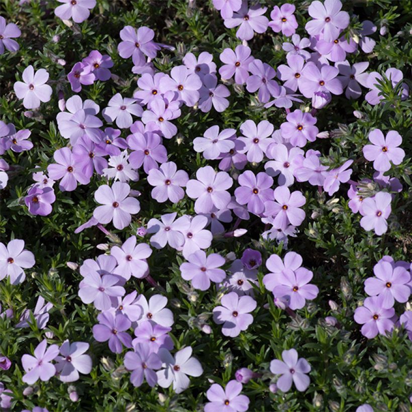 Phlox douglasii Lilac Cloud (Floración)