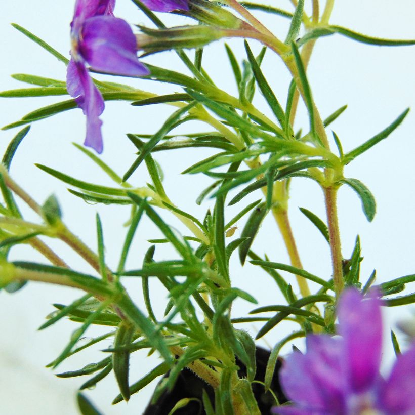 Phlox douglasii Waterloo (Follaje)