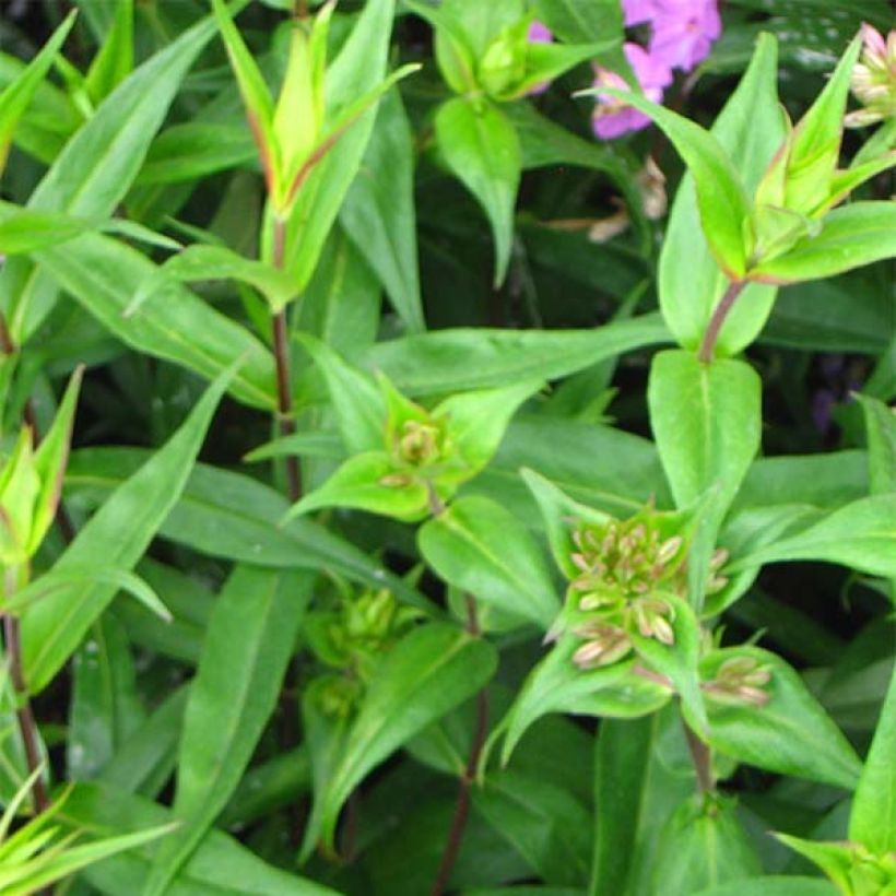 Phlox maculata Alpha (Follaje)