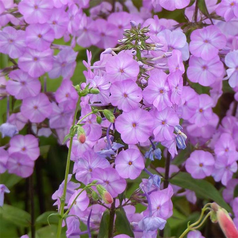 Phlox maculata Alpha (Floración)