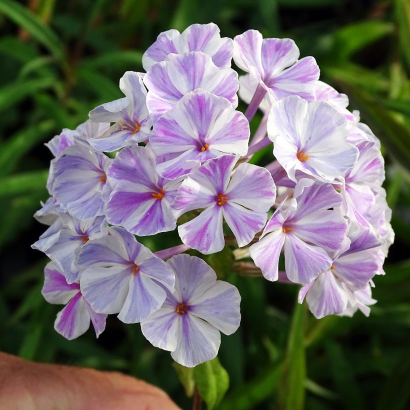 Phlox maculata Natasha (Floración)