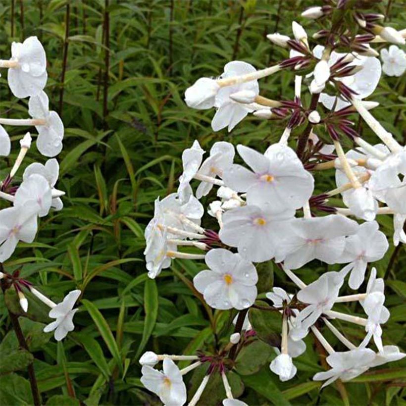 Phlox maculata Omega (Follaje)