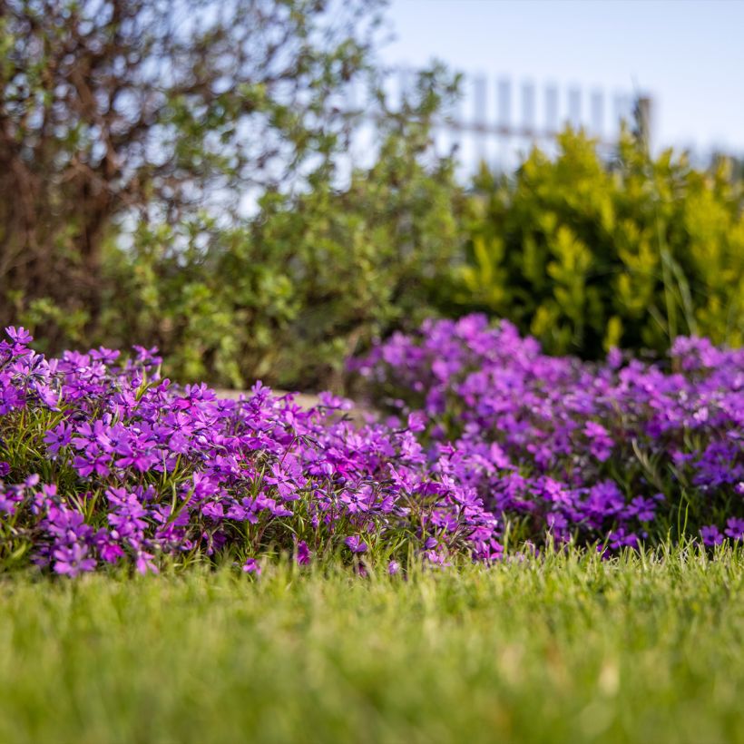 Phlox subulata Atropurpurea - Flox musgoso (Porte)