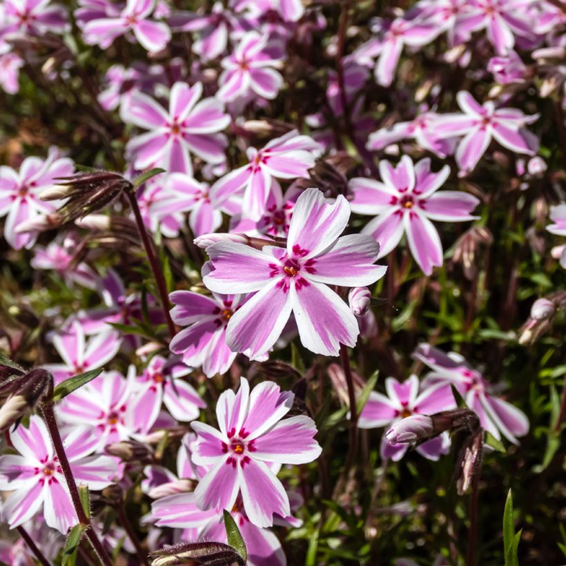 Phlox subulata Candy Stripes - Flox musgoso (Floración)