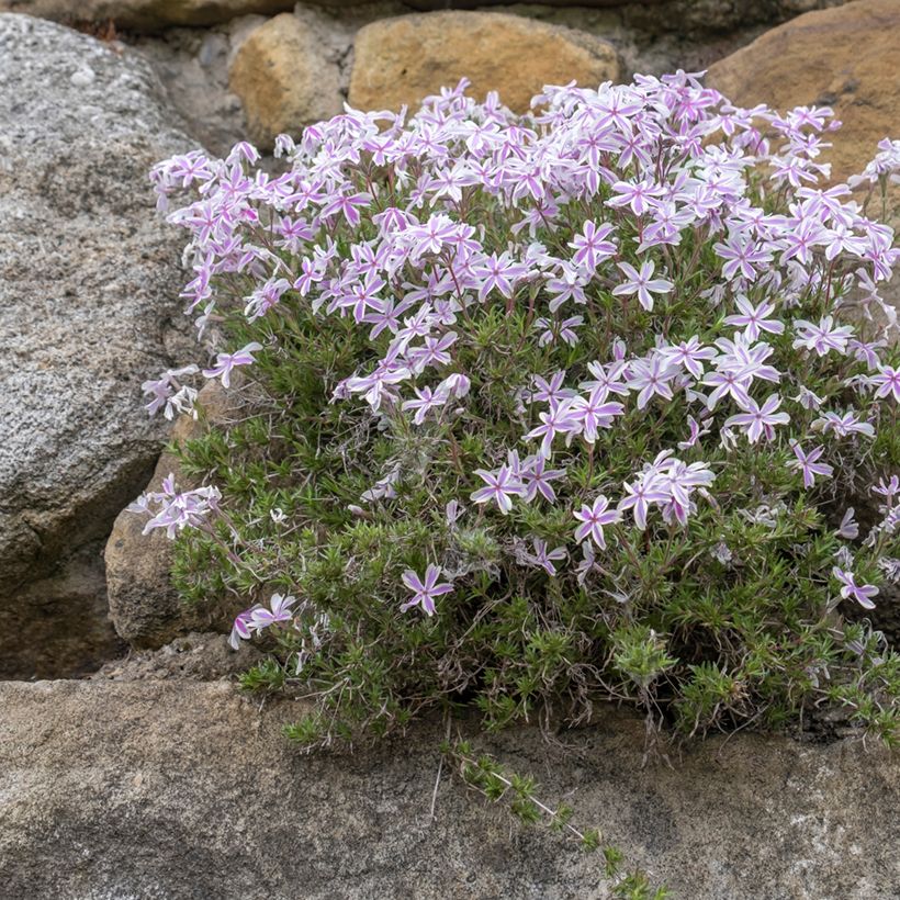 Phlox subulata Candy Stripes - Flox musgoso (Porte)