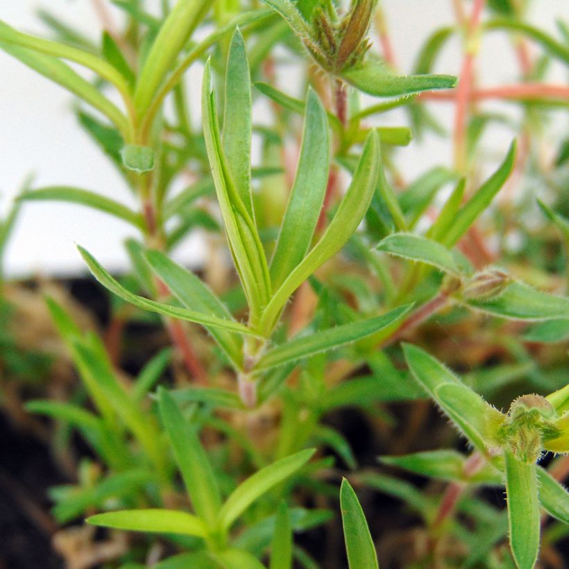 Phlox subulata Scarlet Flame - Flox musgoso (Follaje)