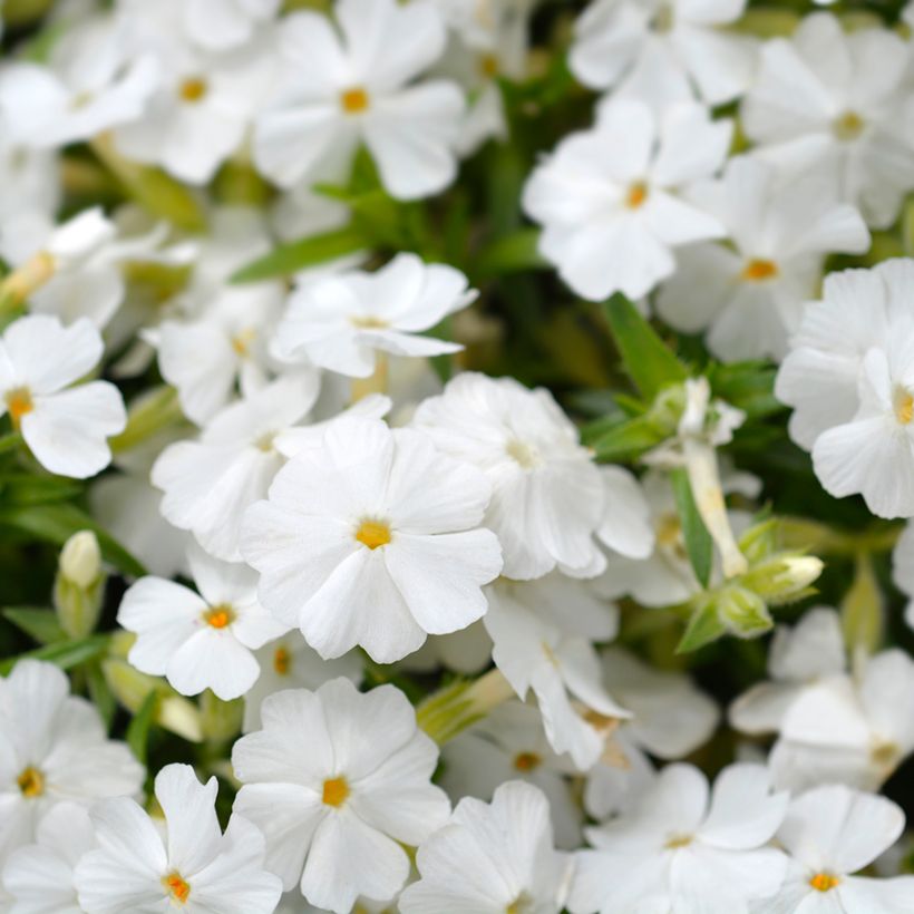 Phlox subulata White Delight - Flox musgoso (Floración)