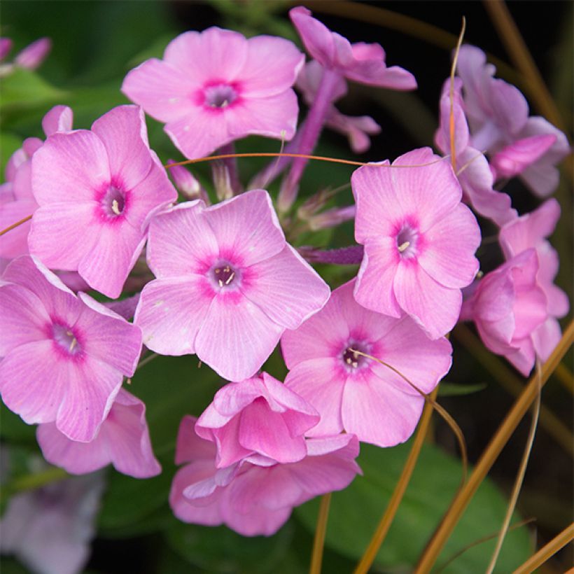 Phlox paniculata Amethyst (Floración)