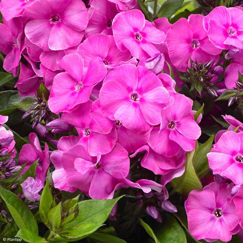 Phlox paniculata Bambini Primadonna (Floración)