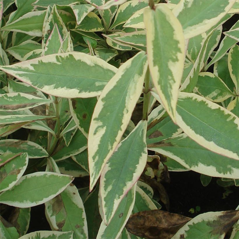 Phlox paniculata Becky Towe (Follaje)