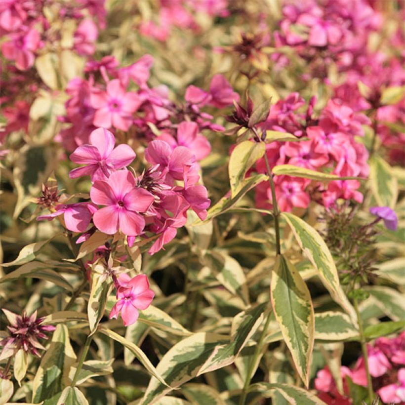 Phlox paniculata Becky Towe (Floración)