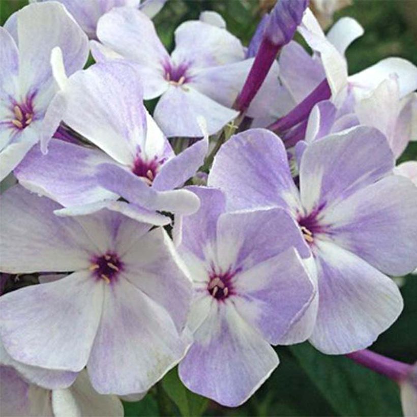 Phlox paniculata Blue Flame (Floración)