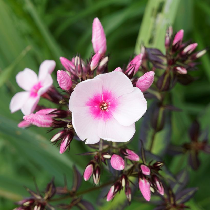 Phlox paniculata Bright Eyes (Floración)