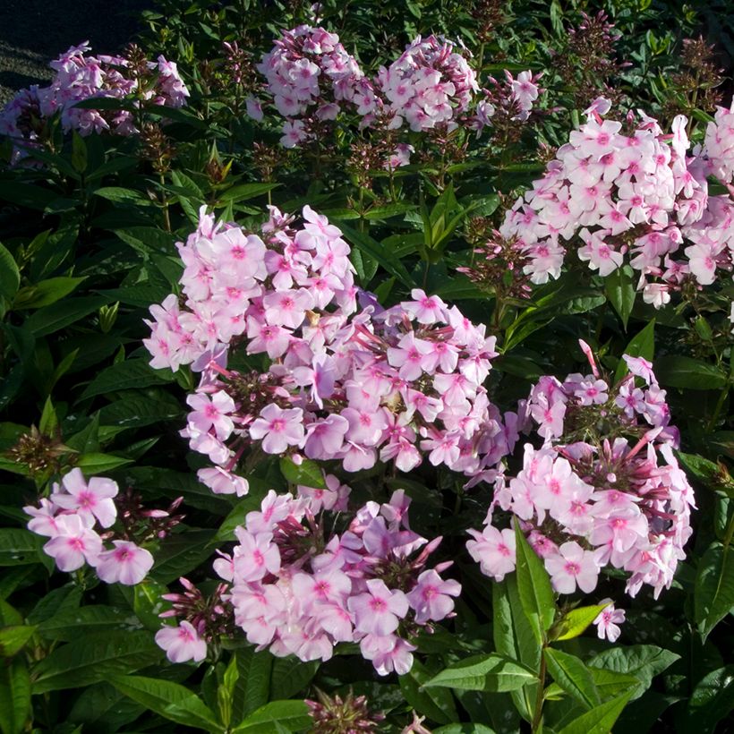 Phlox paniculata Bright Eyes (Porte)