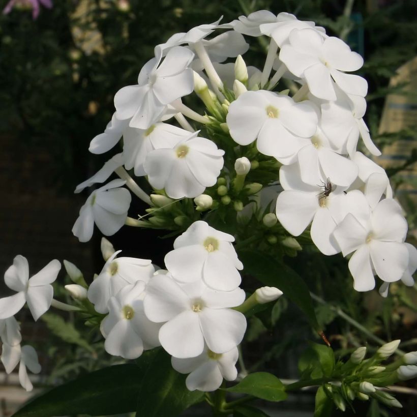 Phlox paniculata David (Floración)