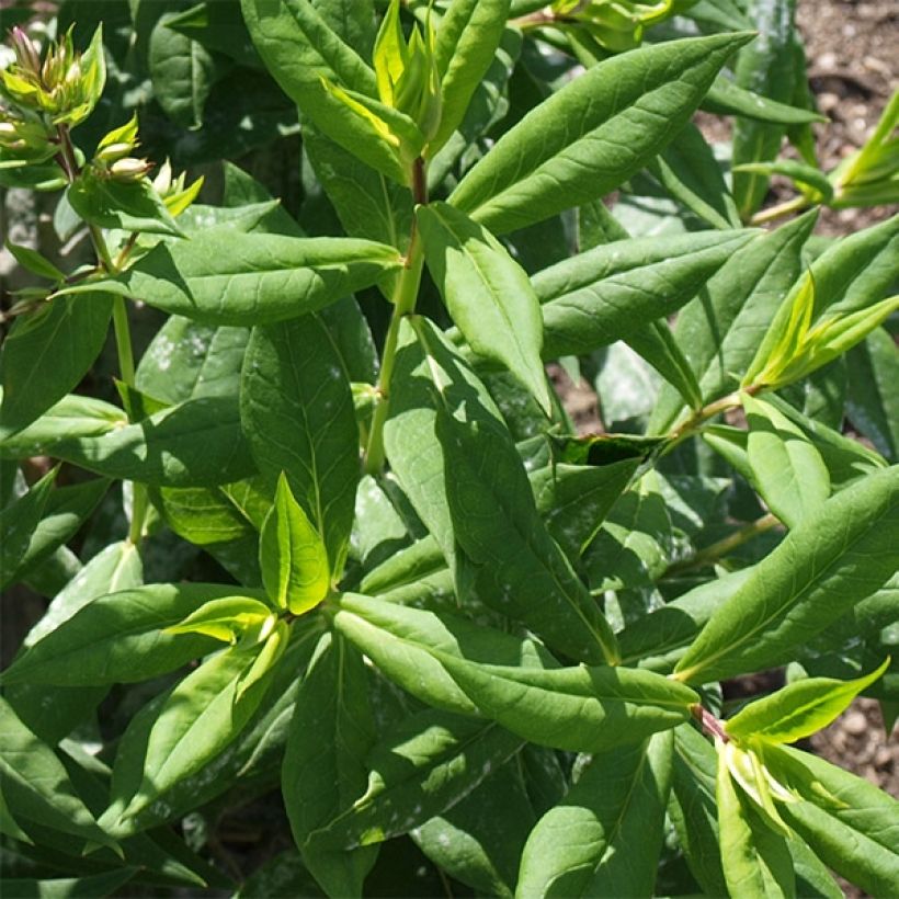 Phlox paniculata Elisabeth (Follaje)