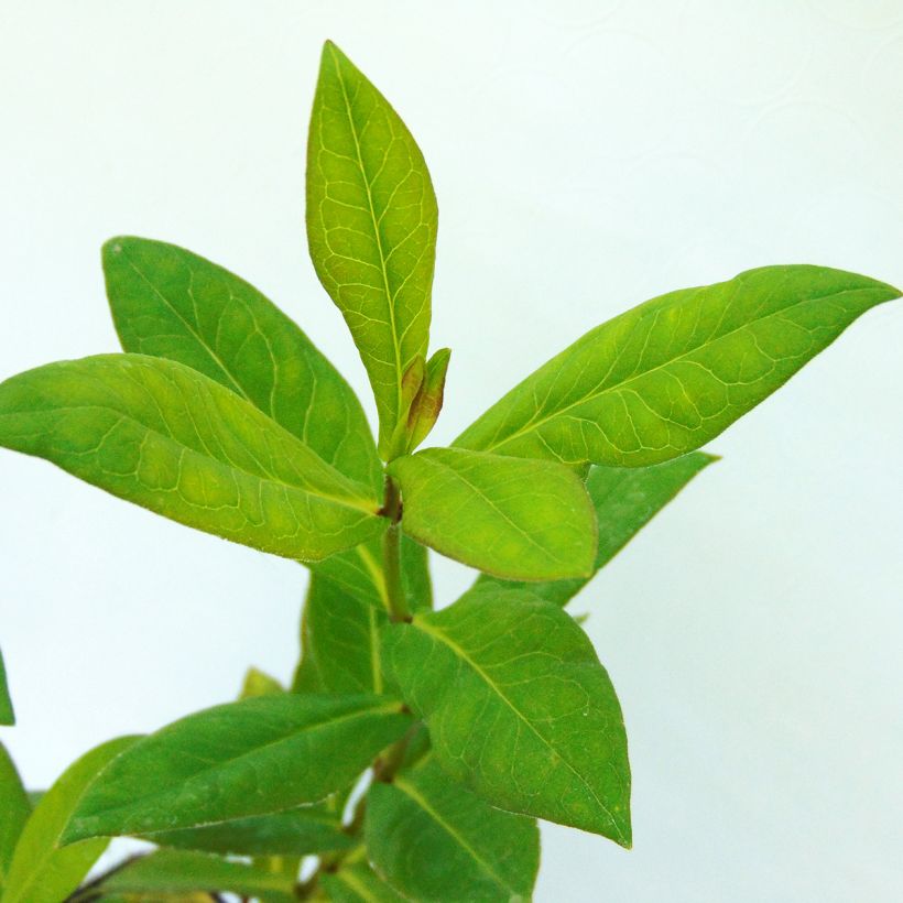 Phlox paniculata Europa (Follaje)