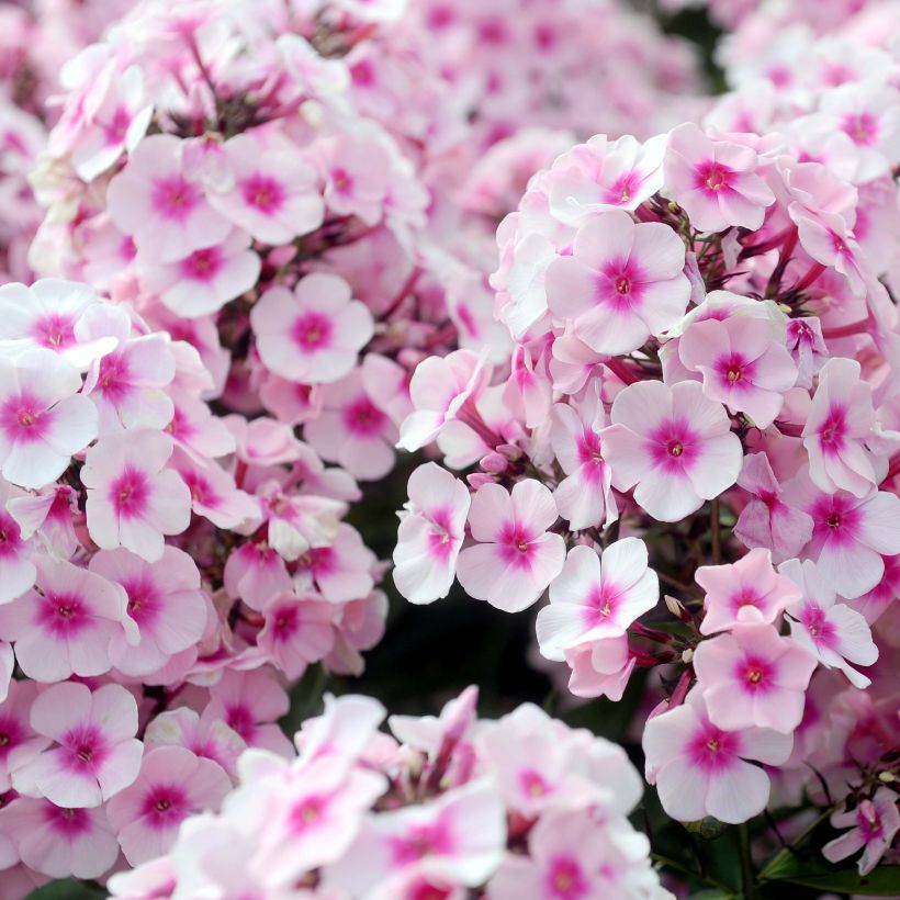 Phlox paniculata Europa (Floración)