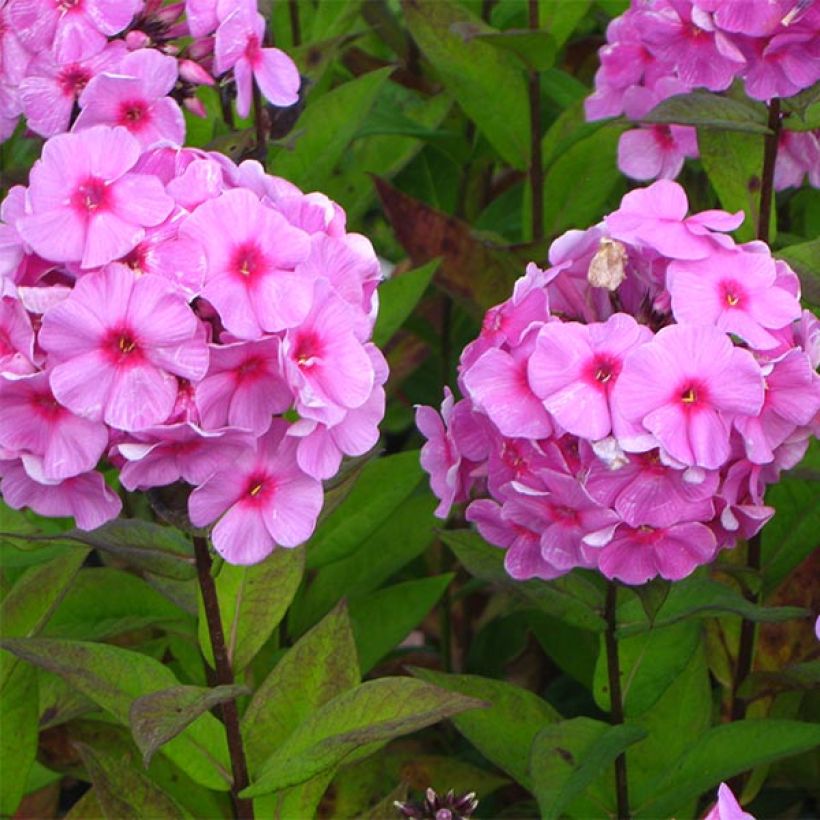 Phlox paniculata Eva Cullum (Floración)