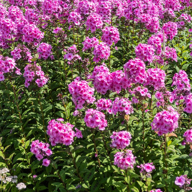 Phlox paniculata Eva Cullum (Porte)