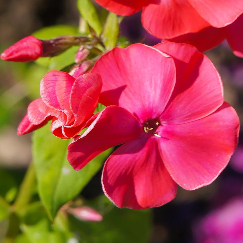 Phlox paniculata Famous Cerise (Floración)