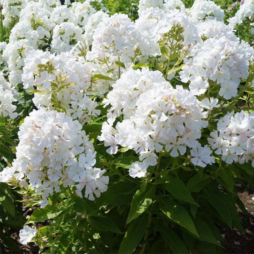 Phlox paniculata Flame White Imp. (Porte)