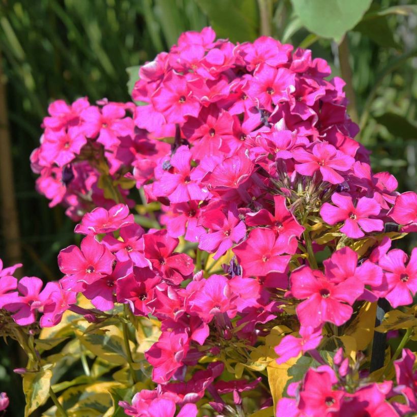 Phlox paniculata Goldmine (Floración)