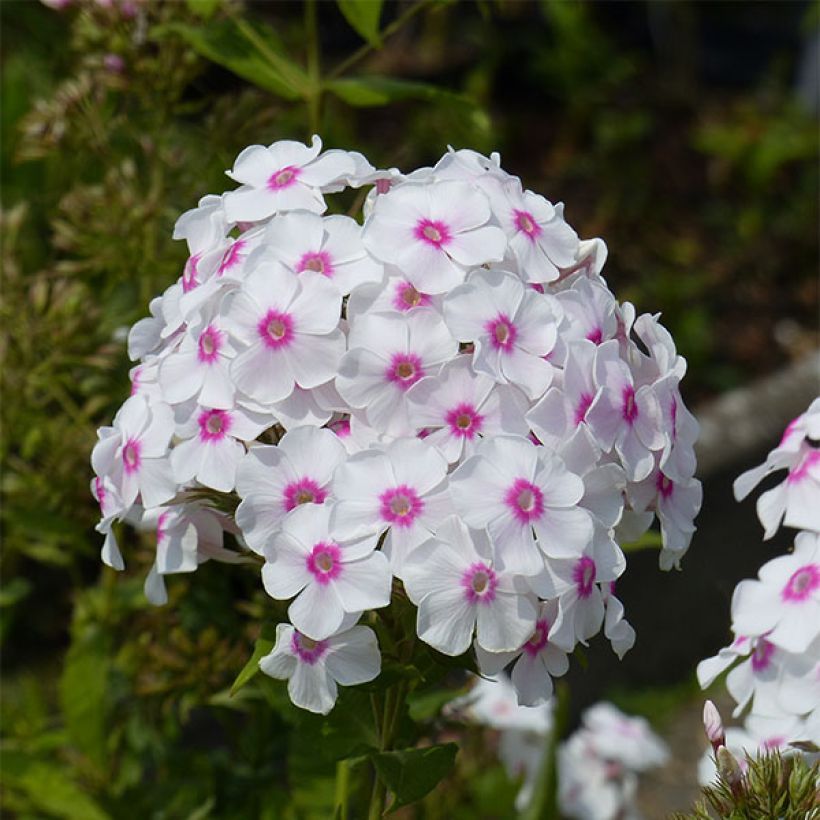 Phlox paniculata Graf Zeppelin (Floración)