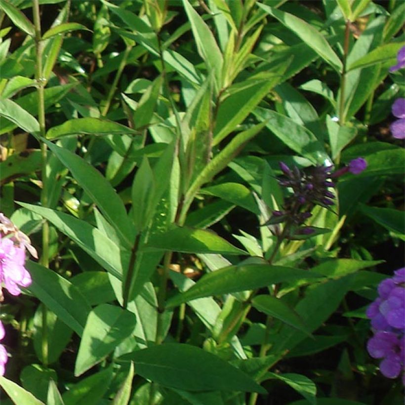 Phlox paniculata Hesperis (Follaje)