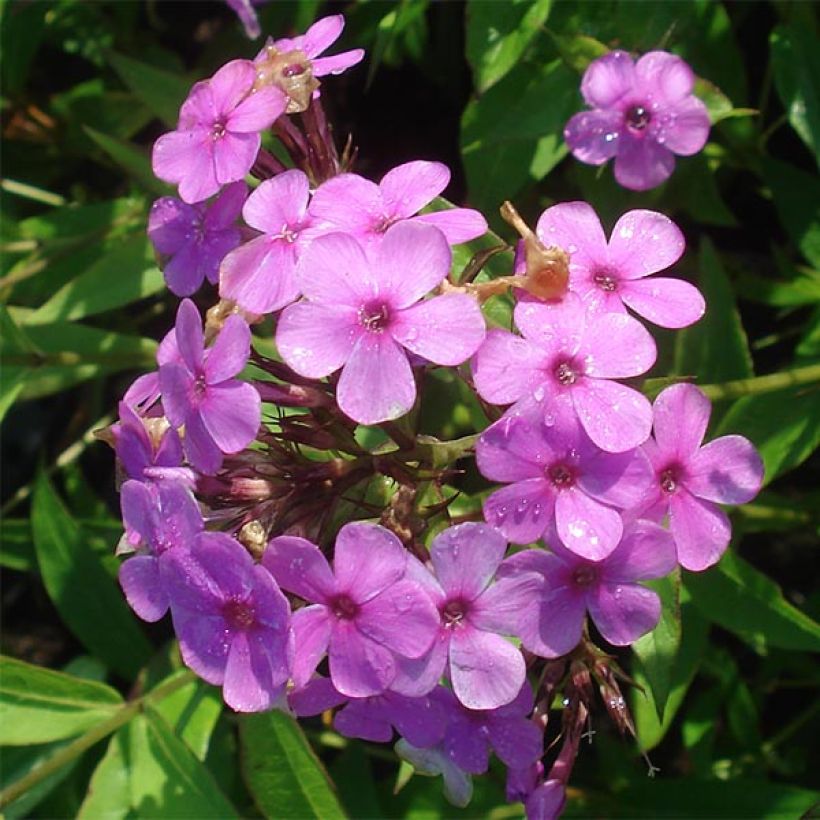 Phlox paniculata Hesperis (Floración)