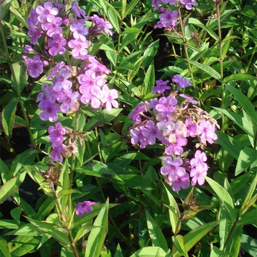 Phlox paniculata Hesperis (Porte)