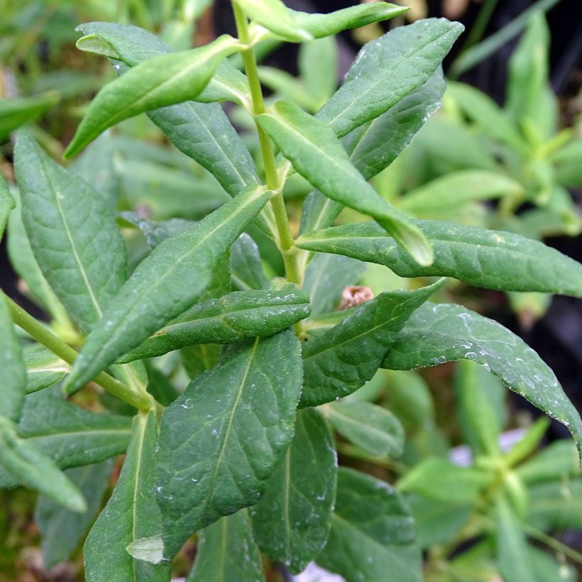 Phlox paniculata Jade (Follaje)